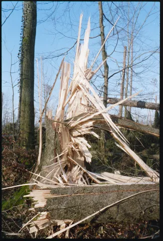 Baldegg, Waldschäden nach Sturm Lothar