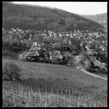 Ennetbaden, Rebberg