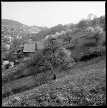Geissberg, Blick auf Birnbäume und unbebaute Wiese