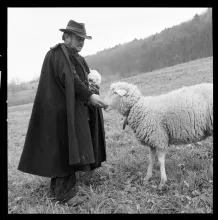 Lägernhang, Schafherde mit Schafhirt