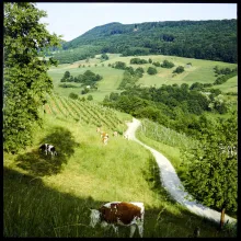 Blick gegen Lägern mit Rebbergen und Kühen